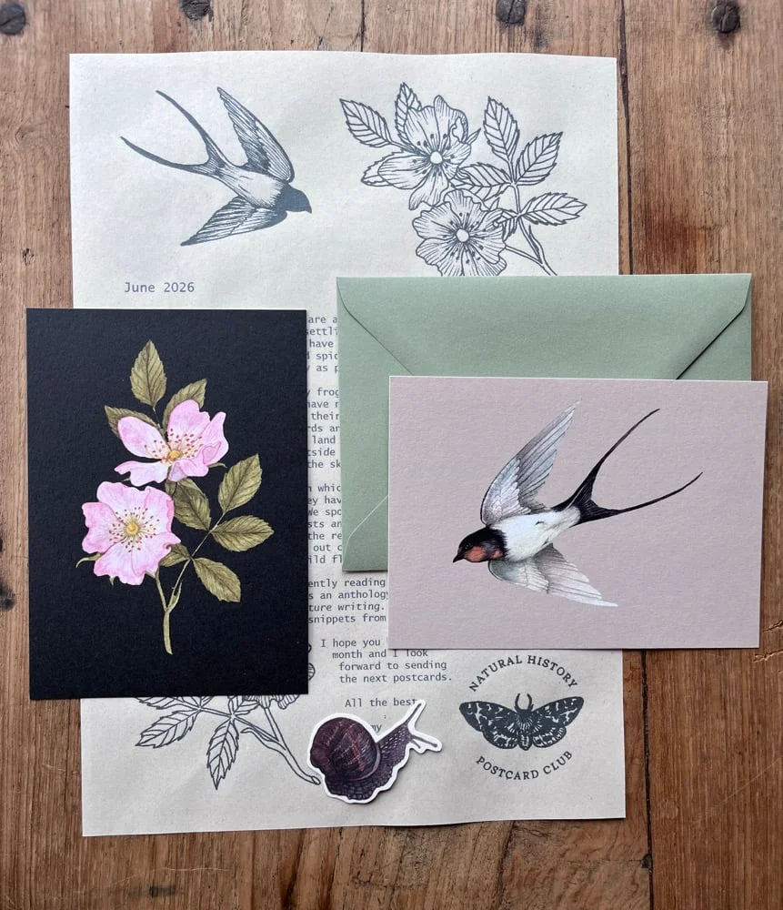 June mail with swallow and wild rose postcards, an illustrated letter, green envelope and snail sticker