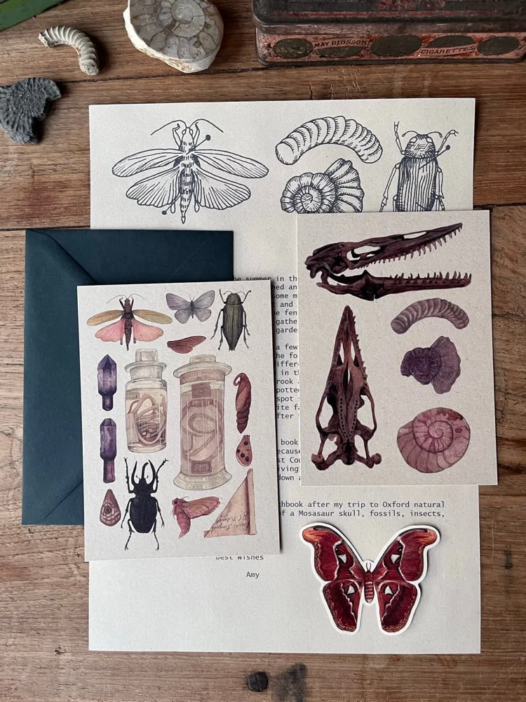 Natural history postcards featuring fossils and insect specimens, with a letter, envelope and moth sticker