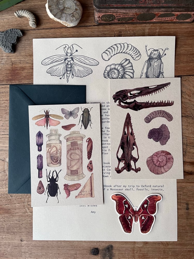 Natural history postcards featuring fossils and insect specimens, with a letter, envelope and moth sticker