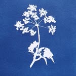True Blue Print Club — official profile image